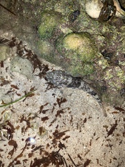 Bathygobius soporator