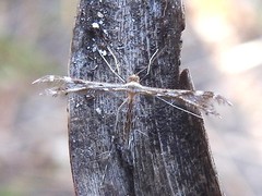Buckleria paludum