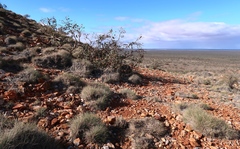Eucalyptus youngiana