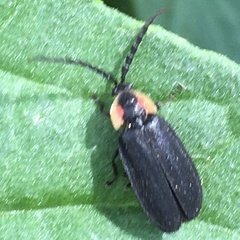 Lucidota atra