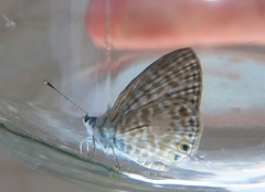 Leptotes pirithous