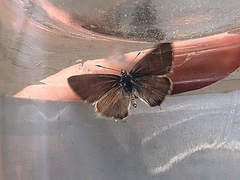 Leptotes pirithous