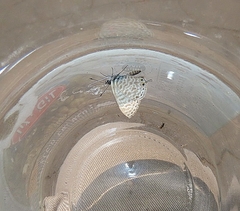 Leptotes pirithous
