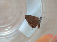 Leptotes pirithous