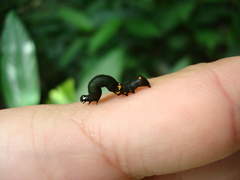 Lepidoptera