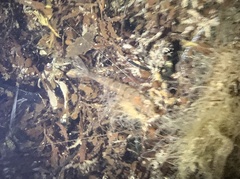 Metapenaeopsis goodei