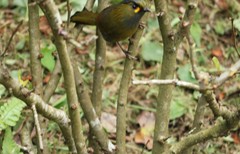 Liocichla steerii