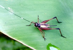 Nisitrus