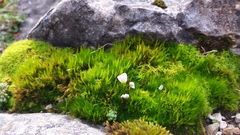 Flexitrichum flexicaule