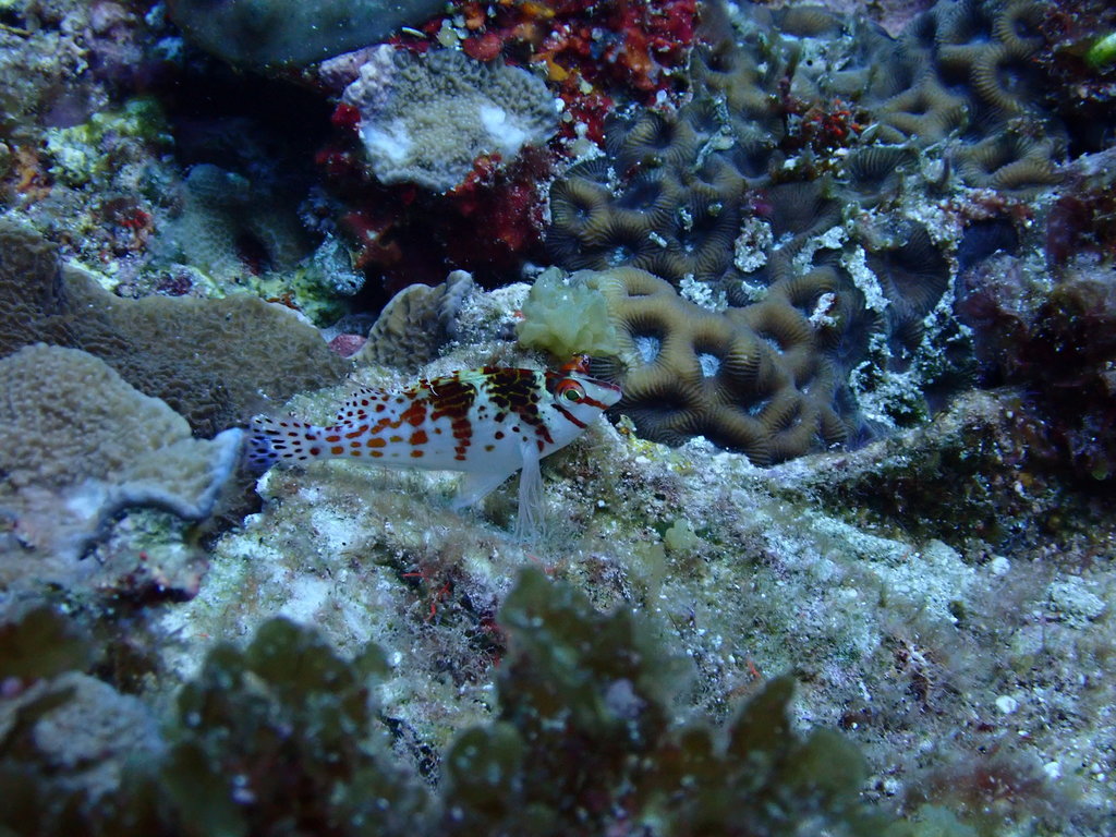 Dwarf hawkfish