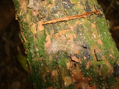 Lepidoptera