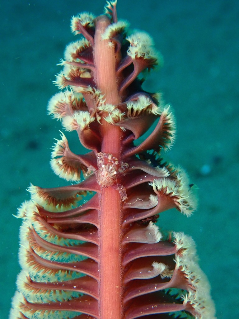 Four-lobed Porcelain Crab