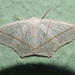 Brachurapteryx breviaria - Photo (c) Augusto Rosa, some rights reserved (CC BY-NC), uploaded by Augusto Rosa