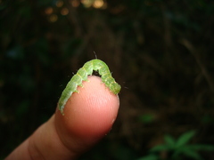 Lepidoptera
