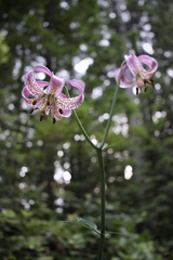 Lilium kelloggii