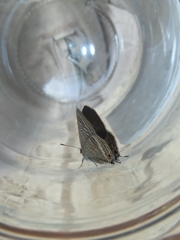 Lampides boeticus