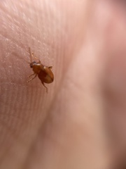 Neocrepidodera ferruginea