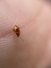 Neocrepidodera ferruginea