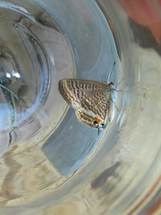 Lampides boeticus