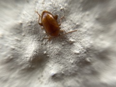 Neocrepidodera ferruginea