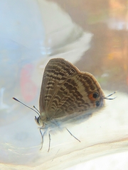 Lampides boeticus