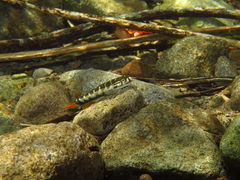 Sicyopterus lagocephalus