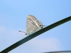 Lampides boeticus