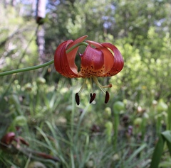 Lilium pardalinum vollmeri