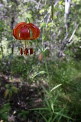 Lilium pardalinum vollmeri