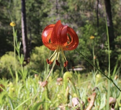 Lilium pardalinum vollmeri