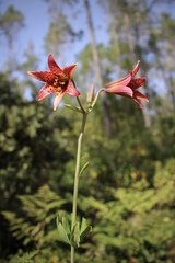 Lilium bolanderi