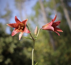 Lilium bolanderi