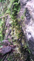 Orthothecium rufescens