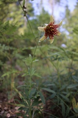 Lilium bolanderi