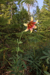 Lilium bolanderi