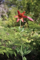 Lilium bolanderi