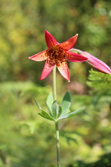 Lilium bolanderi