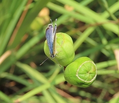 Lampides boeticus