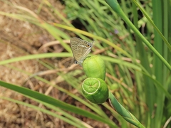 Lampides boeticus