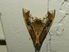 Parathyris cedonulli