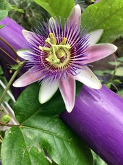 Passiflora alata × caerulea
