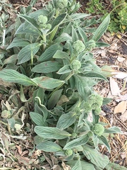 Phacelia imbricata imbricata