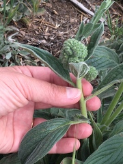 Phacelia imbricata imbricata