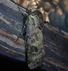Agrotis segetum