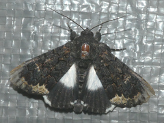 Catephia alchymista