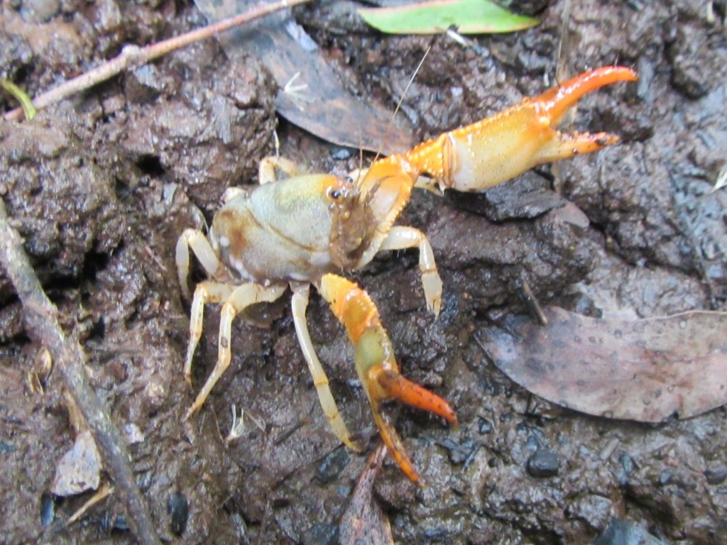 Tubercle Burrowing Crayfish