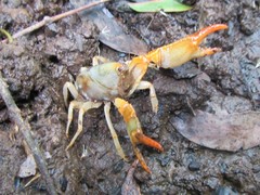 Engaeus tuberculatus