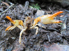 Engaeus tuberculatus