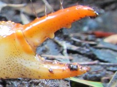 Engaeus tuberculatus