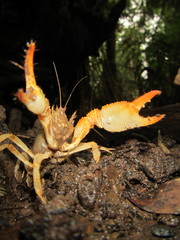 Engaeus tuberculatus